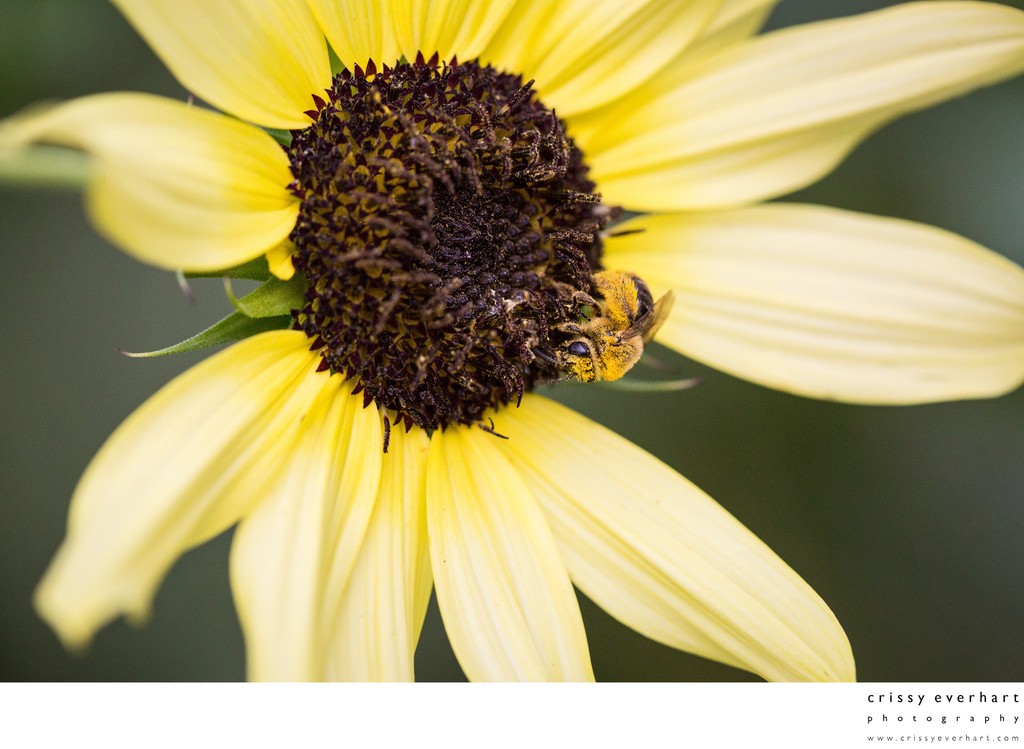 Honeybee on Light Yellow Sunflower, Close Up