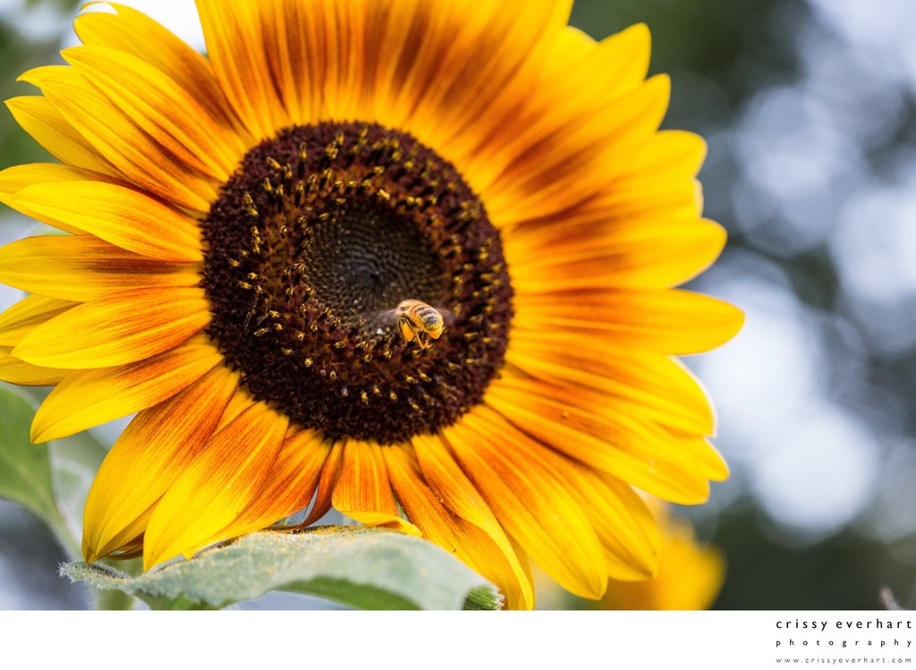Honeybees with full pollen sacs landing on sunflower