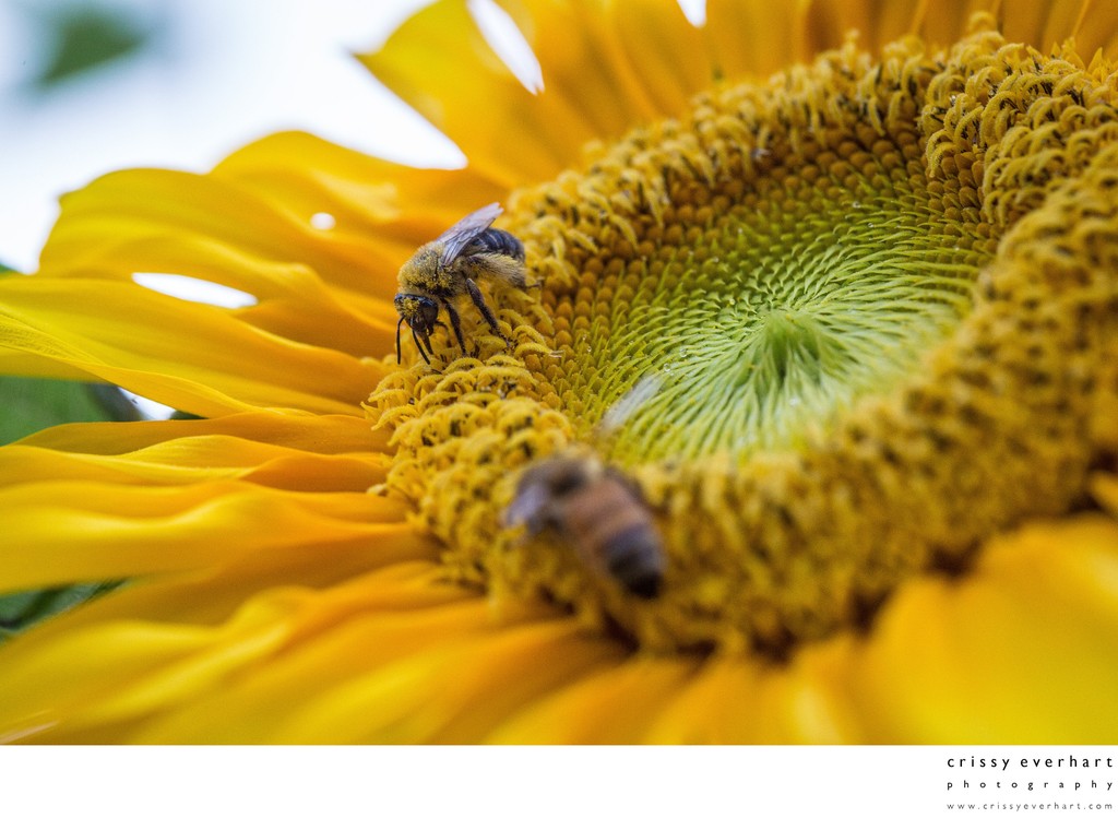 Bees Share a Yellow Sunflower, Covered in Pollen
