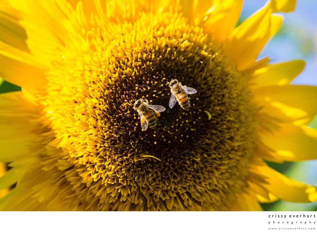 Macro of two honeybees gathering pollen from sunflower