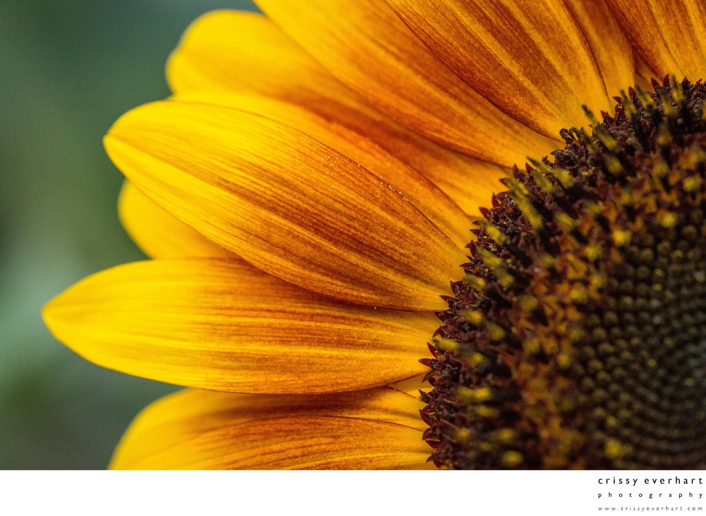 Extreme Close Up- Macro Photo of Orange Sunflower