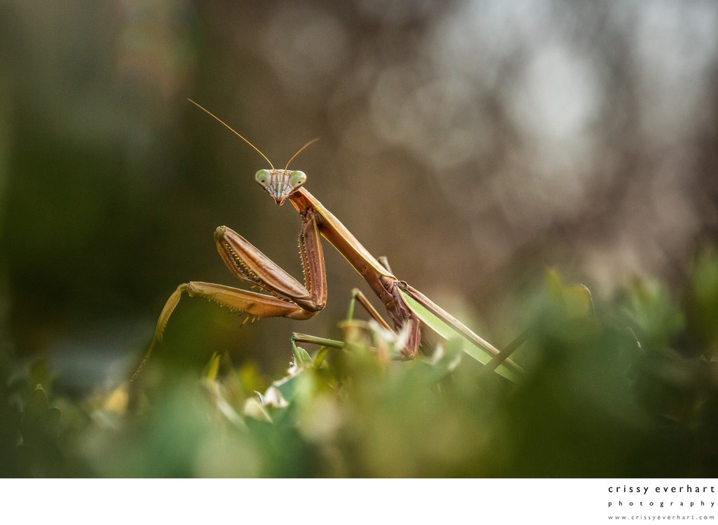 Macro Photo of Praying Mantis on Bush