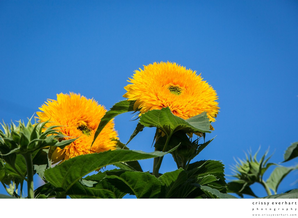 Yellow teddy bear sunflowers against bright blue sky