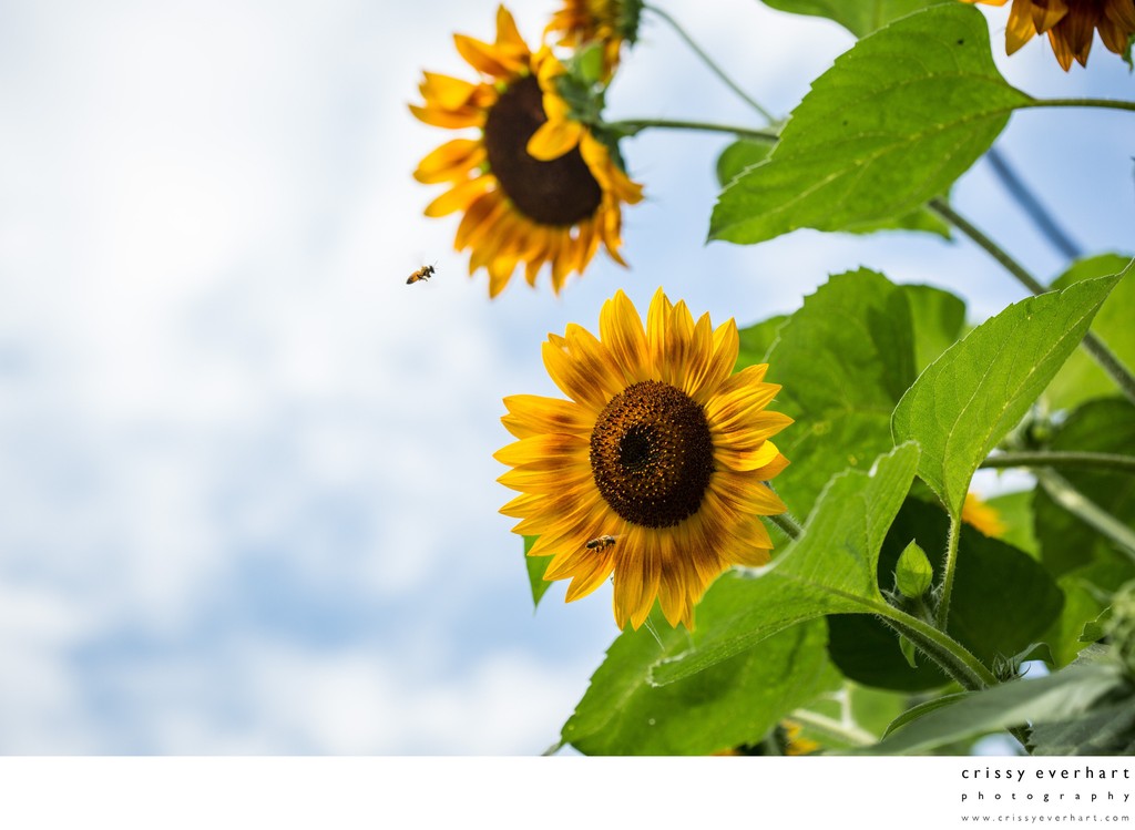 Honeybees flying to yellow and orange sunflowers