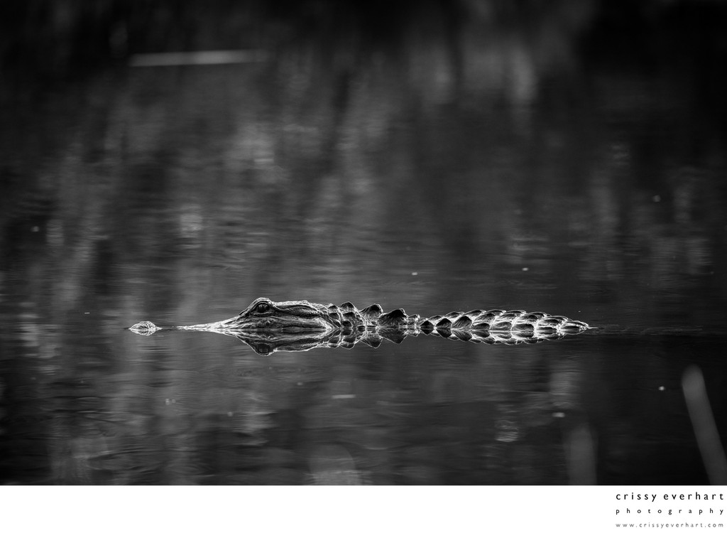 Alligator Portraits