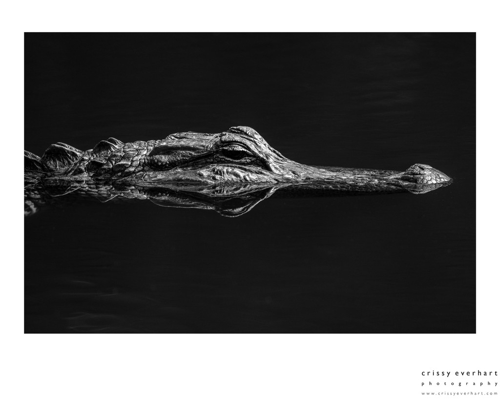 Nature Photographer