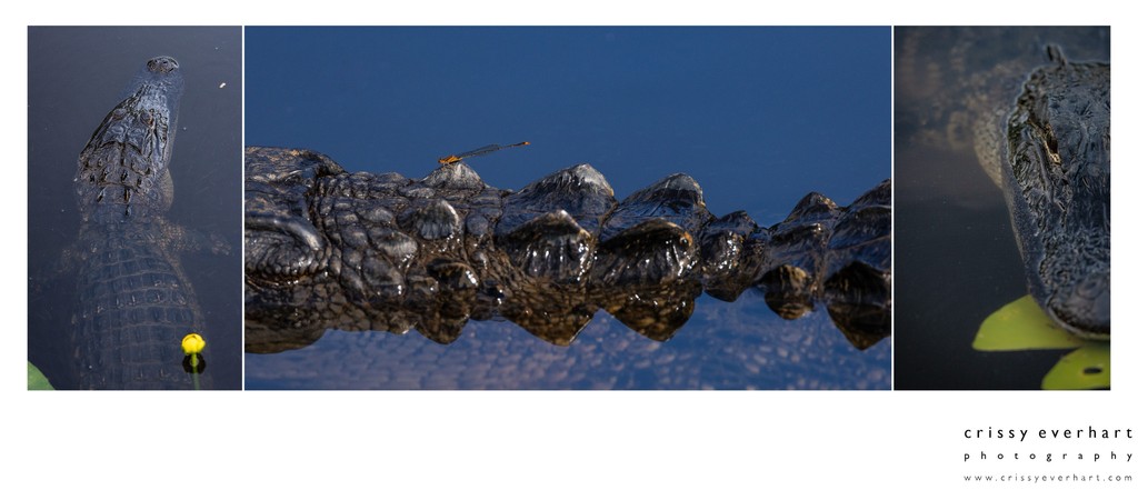 Fine Art Nature Photography