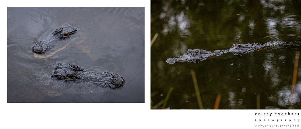 Wild Animal Photographer