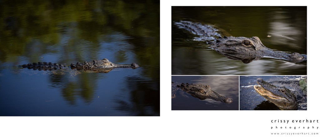 Wildlife Photographer in Florida