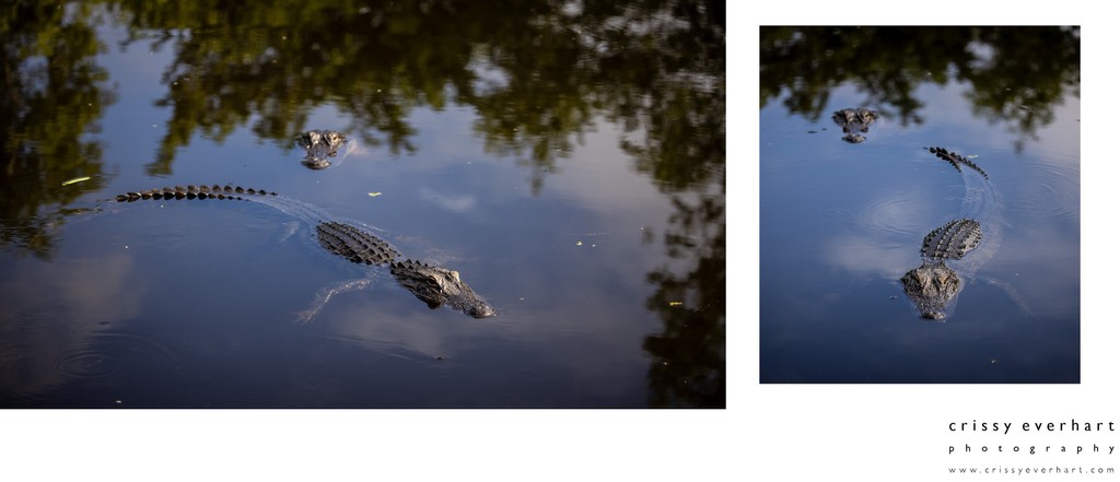 American Alligator Photos