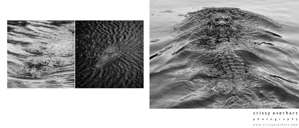 Fine Art Gator Photos