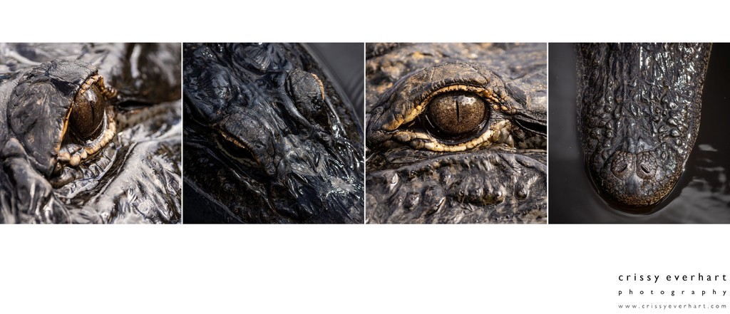 Macro Wildlife Photographs of Alligator