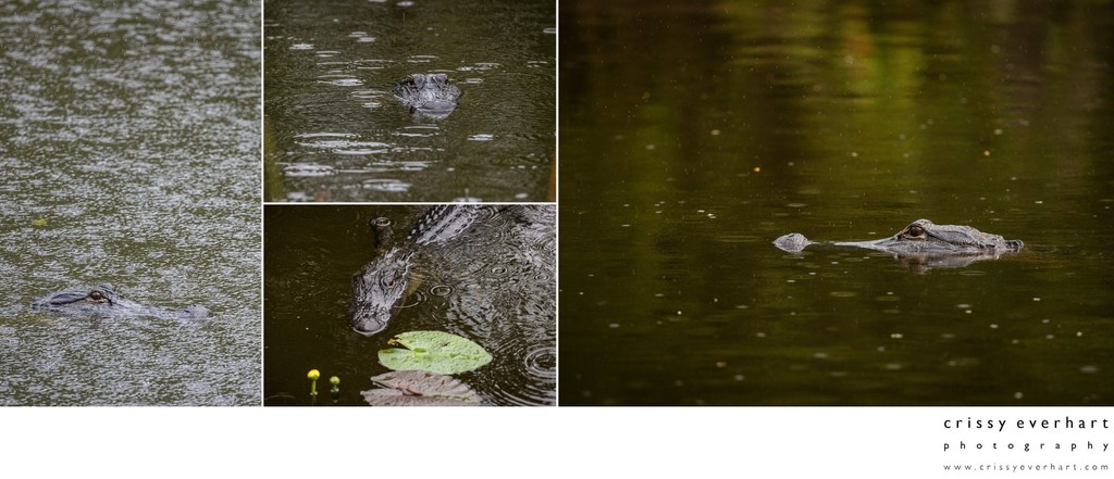 Professional Wildlife Photographer