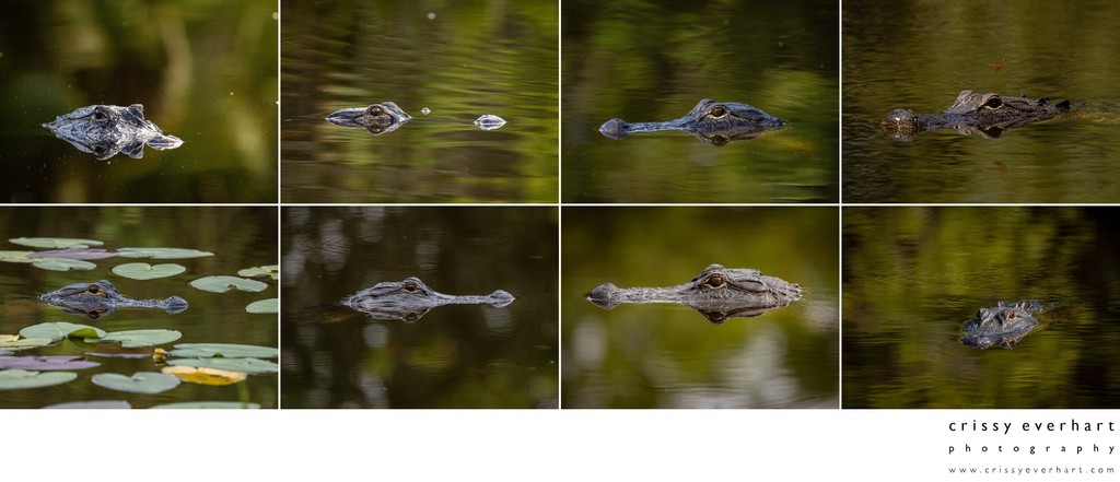 Alligator Photographer