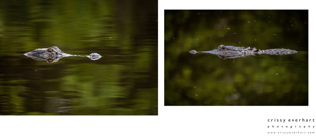 Alligator Photos for Sale