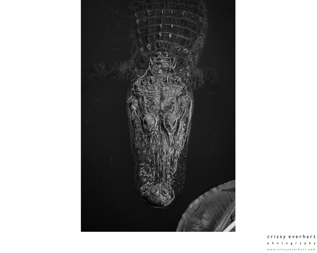 Fine Art Gator Photos for Sale