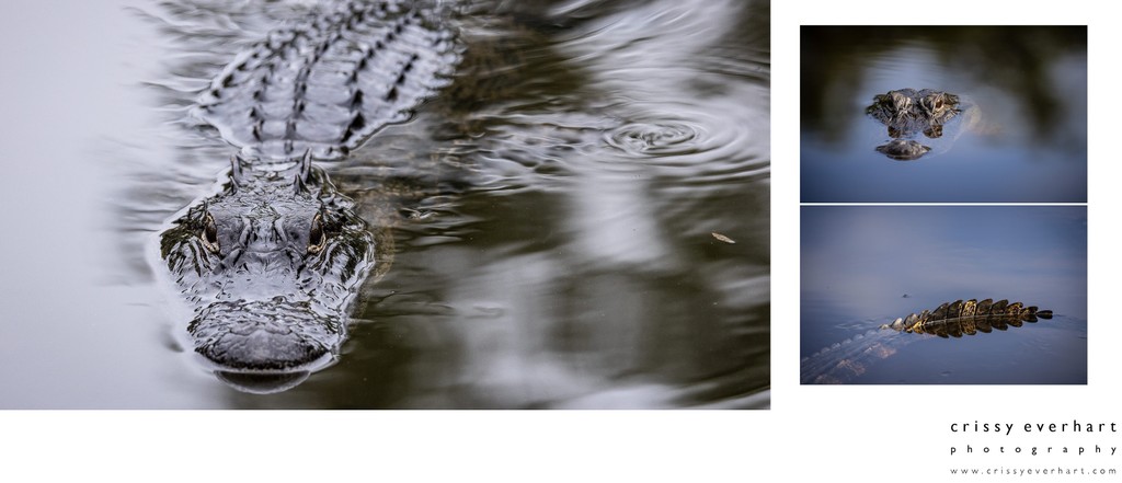 Wildlife and Nature Photos