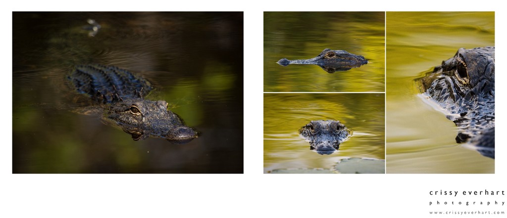 Nature Pics by Chester County Photographer