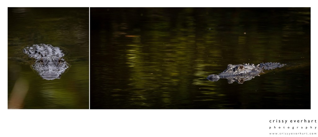 Wildlife Photos in South Florida