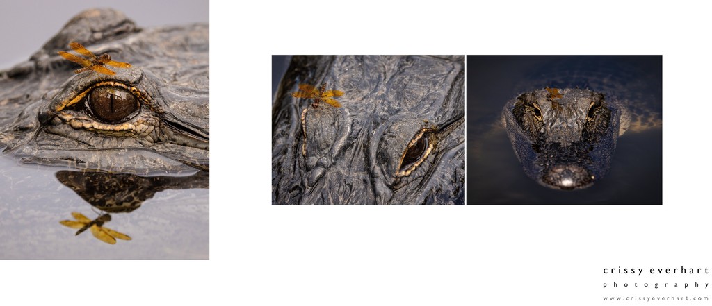 Award Winning Nature Photographer