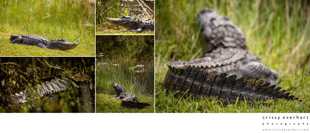 Alligator Tails