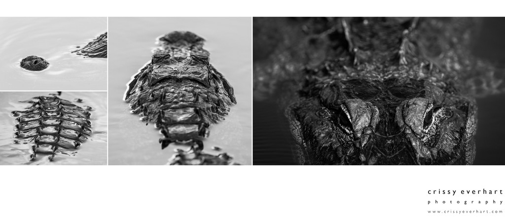 Black And White Artistic Pictures of Alligators