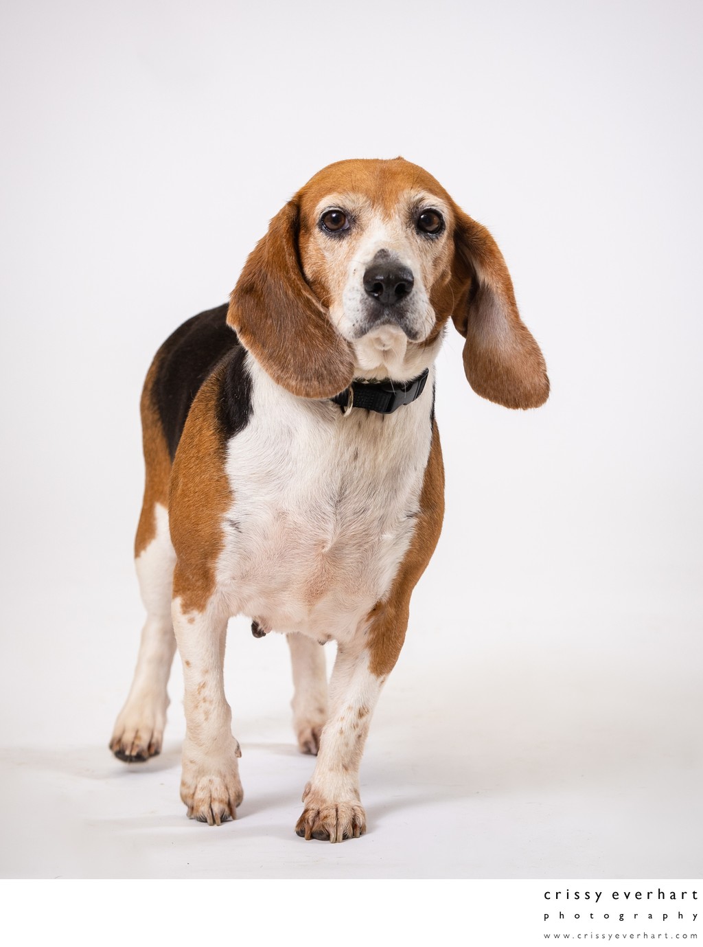 Portraits of Beagles