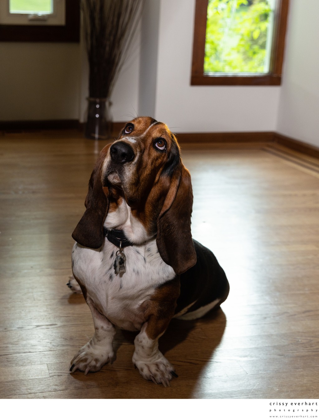 In-Home Dog Photo Shoot with Bassett Hound