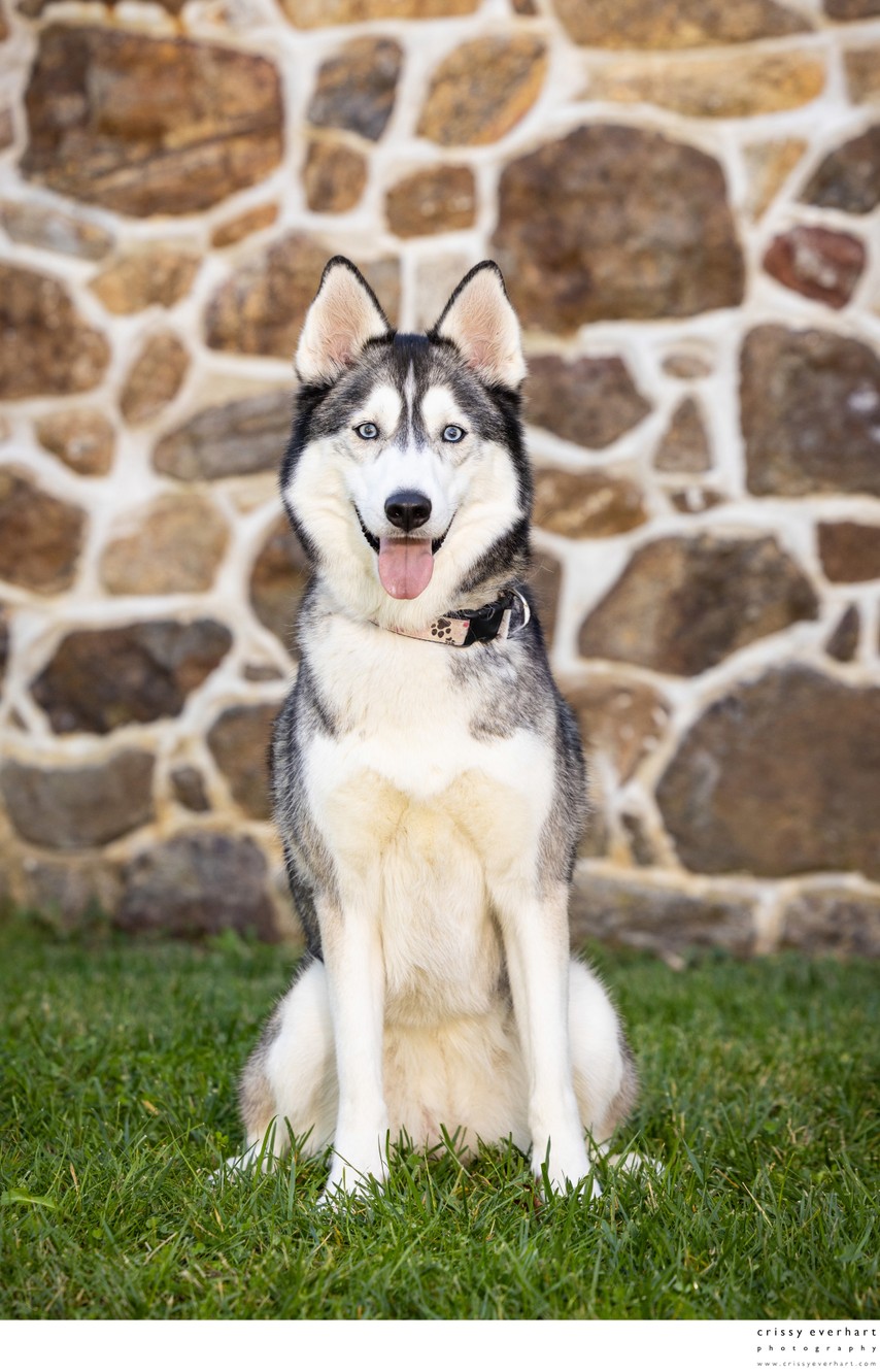 Dog Photographer with Outdoor Studio