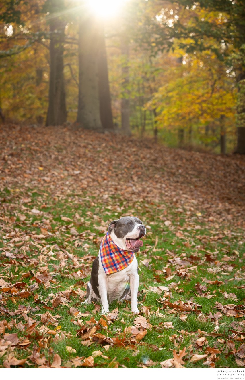 Outdoor Fall Dog Photos in Backyard
