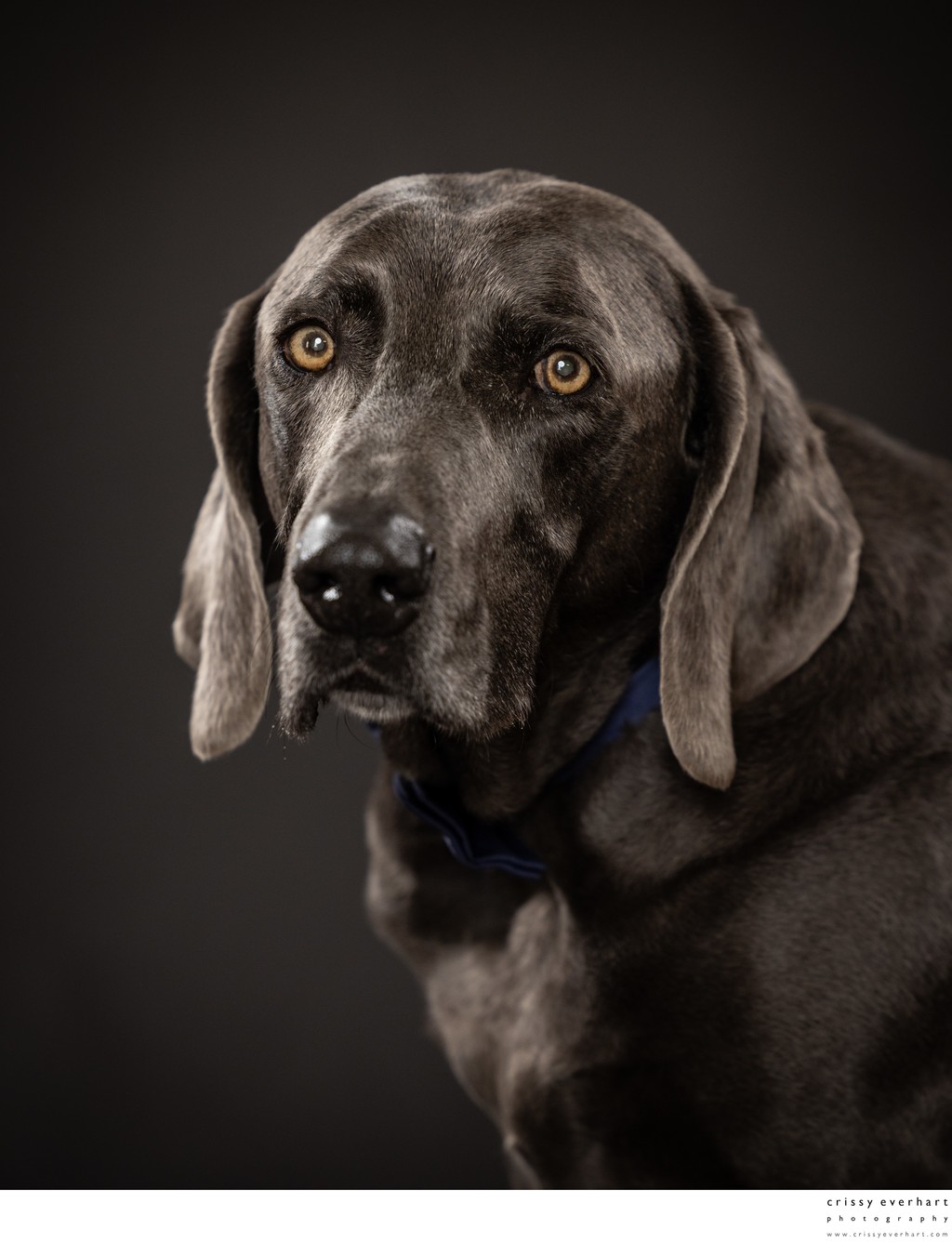 Portraits for Elderly Pets