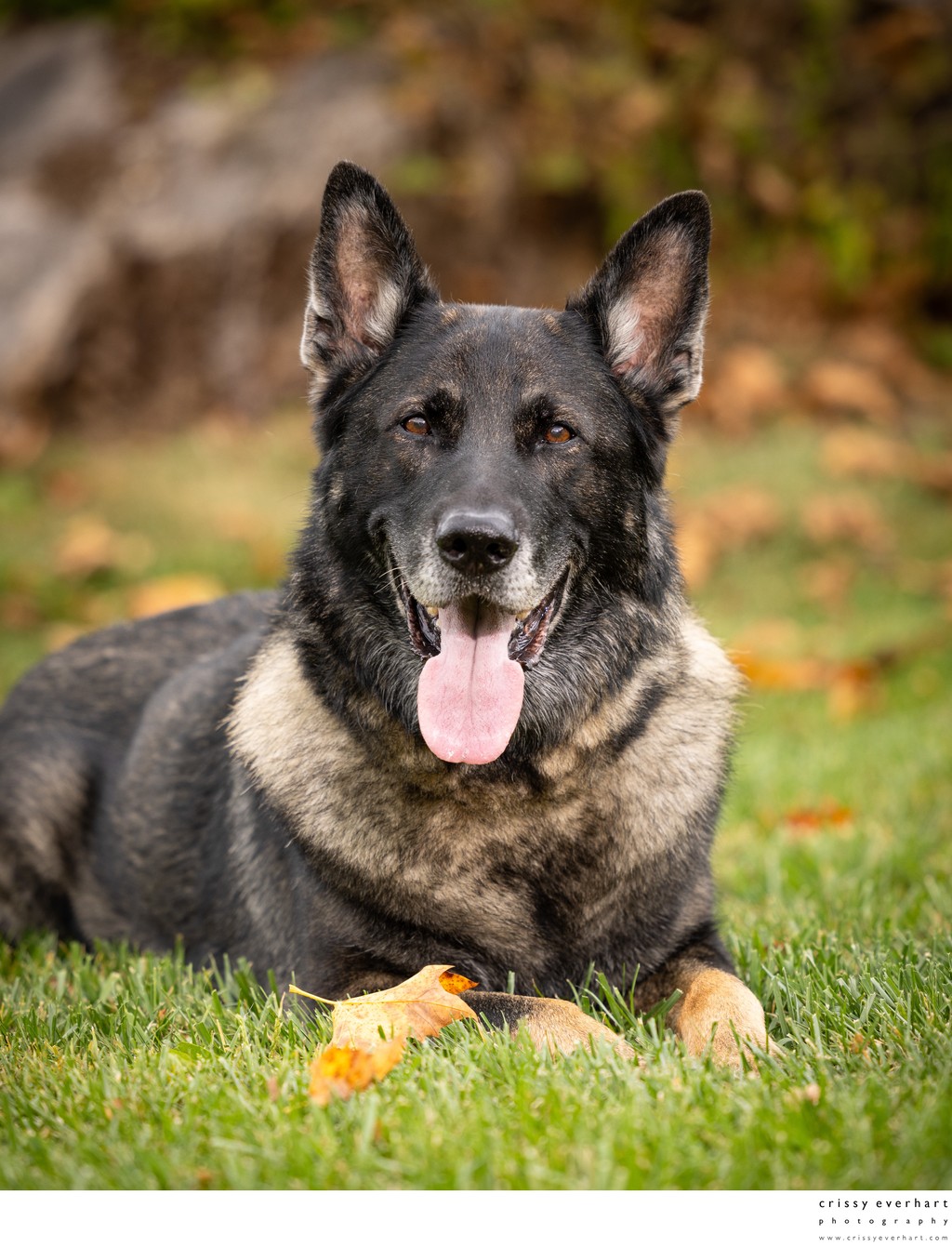 Outdoor Fall Photos of Your Dog