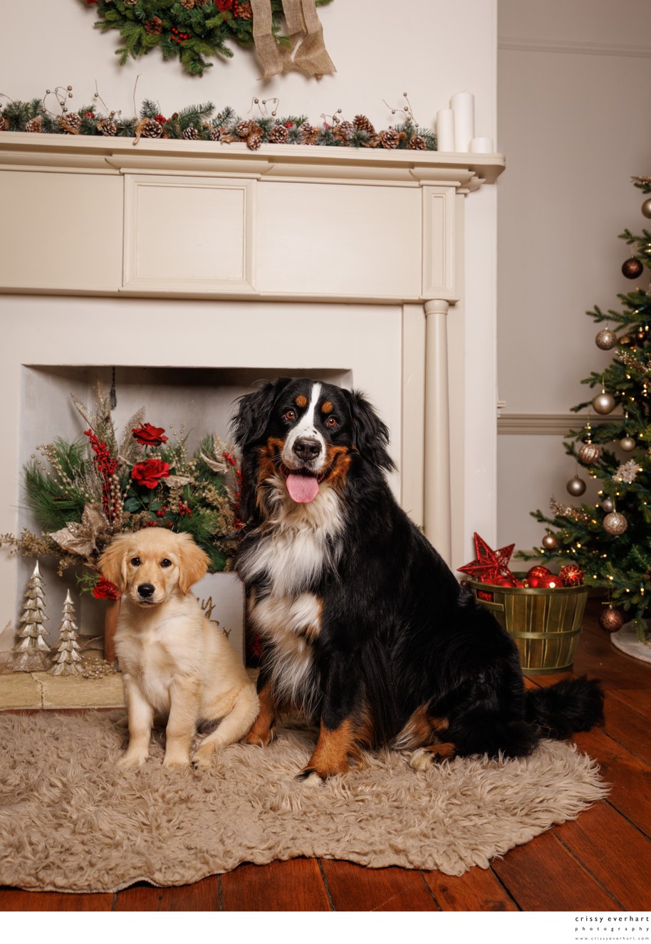 Pet-Friendly Christmas Portrait Studio