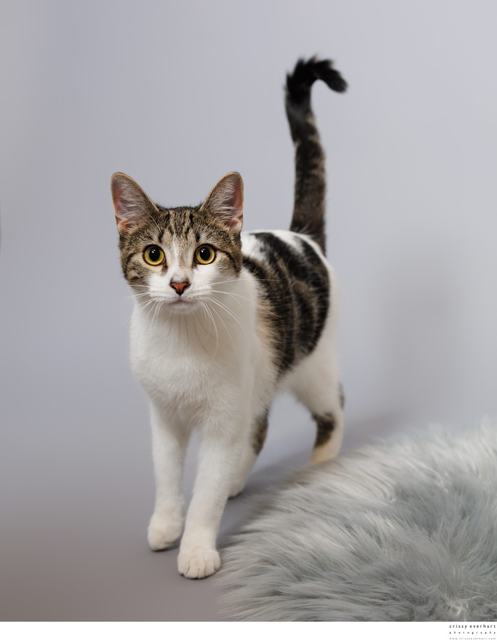 Cat Portraits in Studio