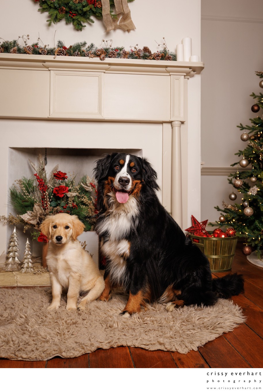 Pet-Friendly Christmas Portrait Studio
