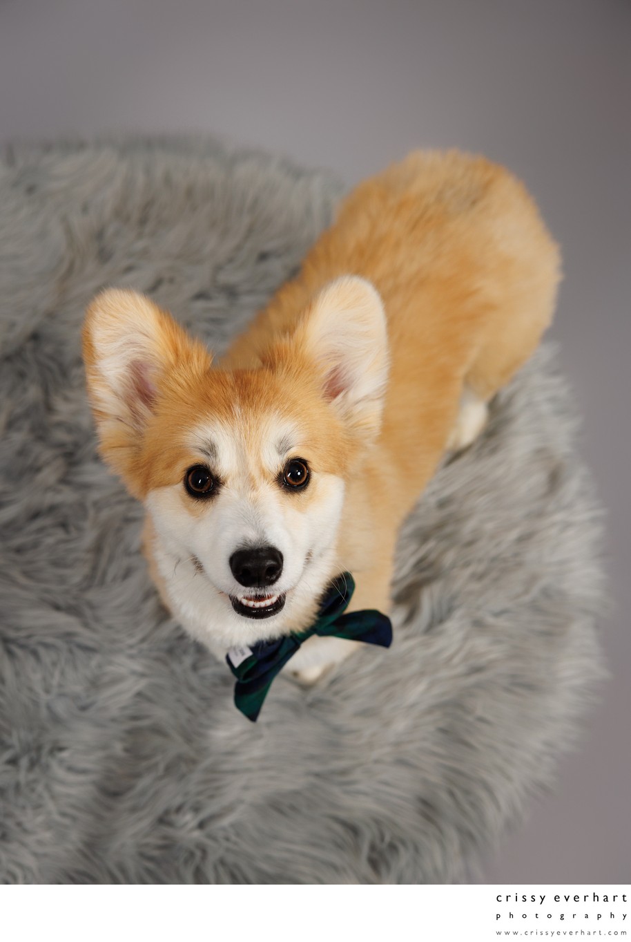 Pet Photography at Historic Sugartown