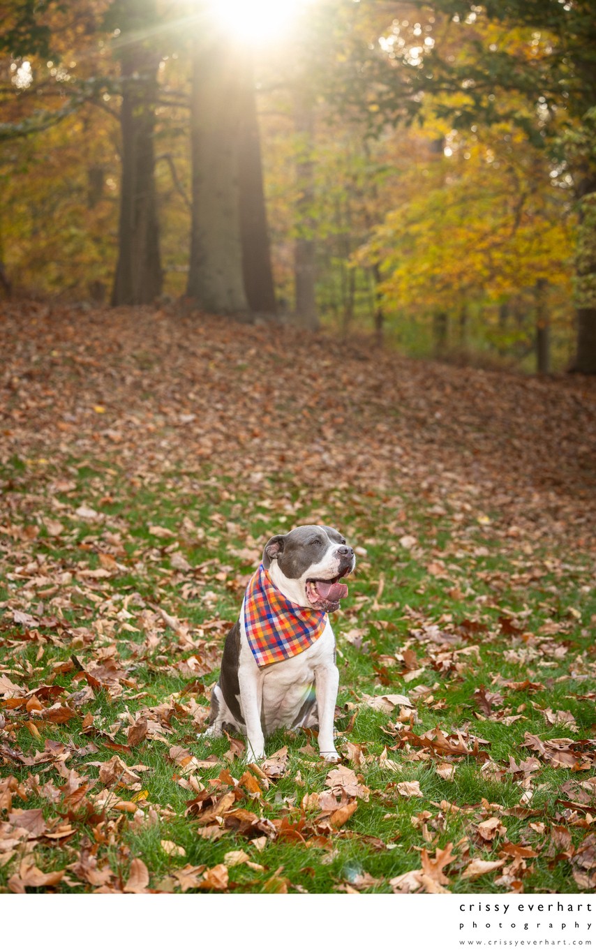 Outdoor Fall Dog Photos in Backyard