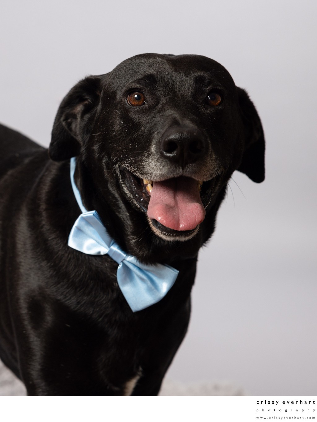 Pet Portraits in Philadelphia