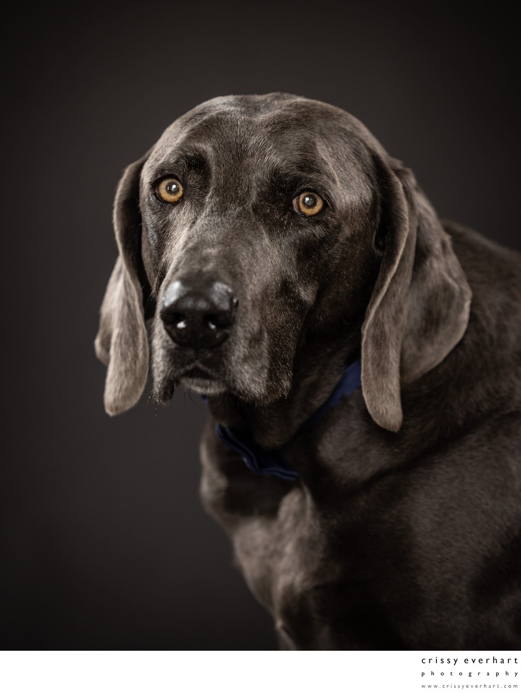 Portraits for Elderly Pets