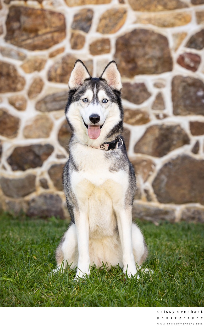 Dog Photographer with Outdoor Studio