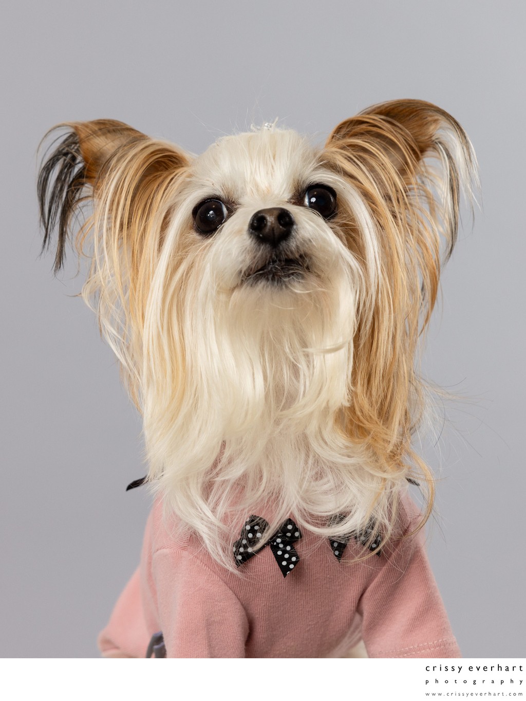 Pet Photographer Near Philadelphia