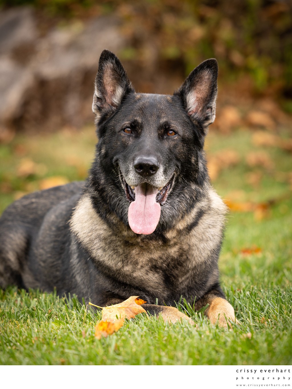 Outdoor Fall Photos of Your Dog