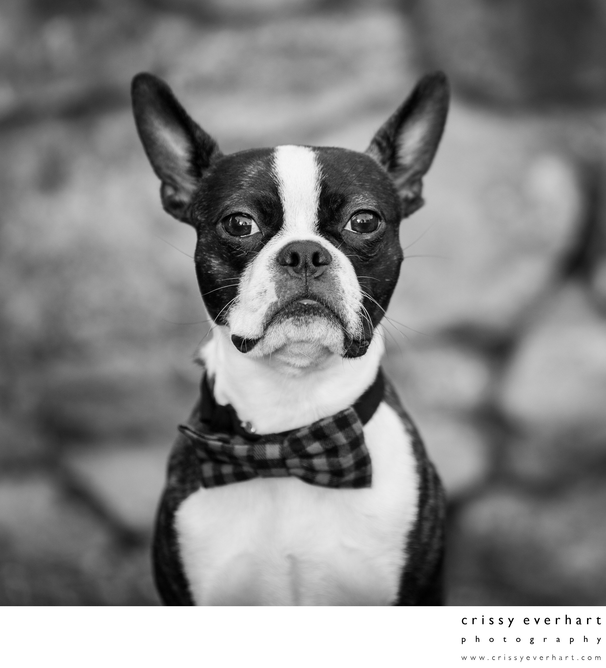 black-and-white-pet-portraits-boston-terrier-photo