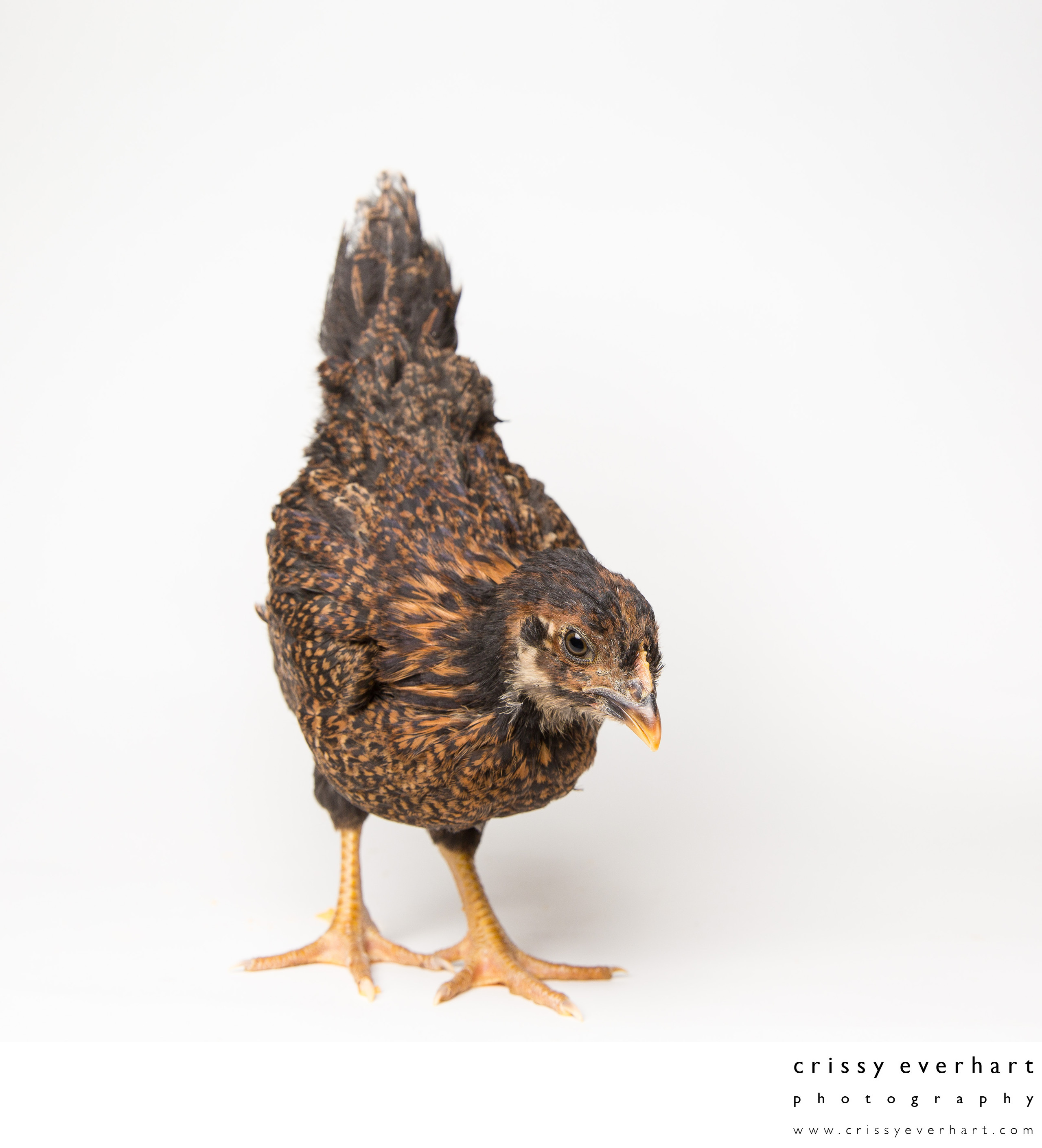 Teriyaki - Five Weeks Old - Barnevelder Chicken