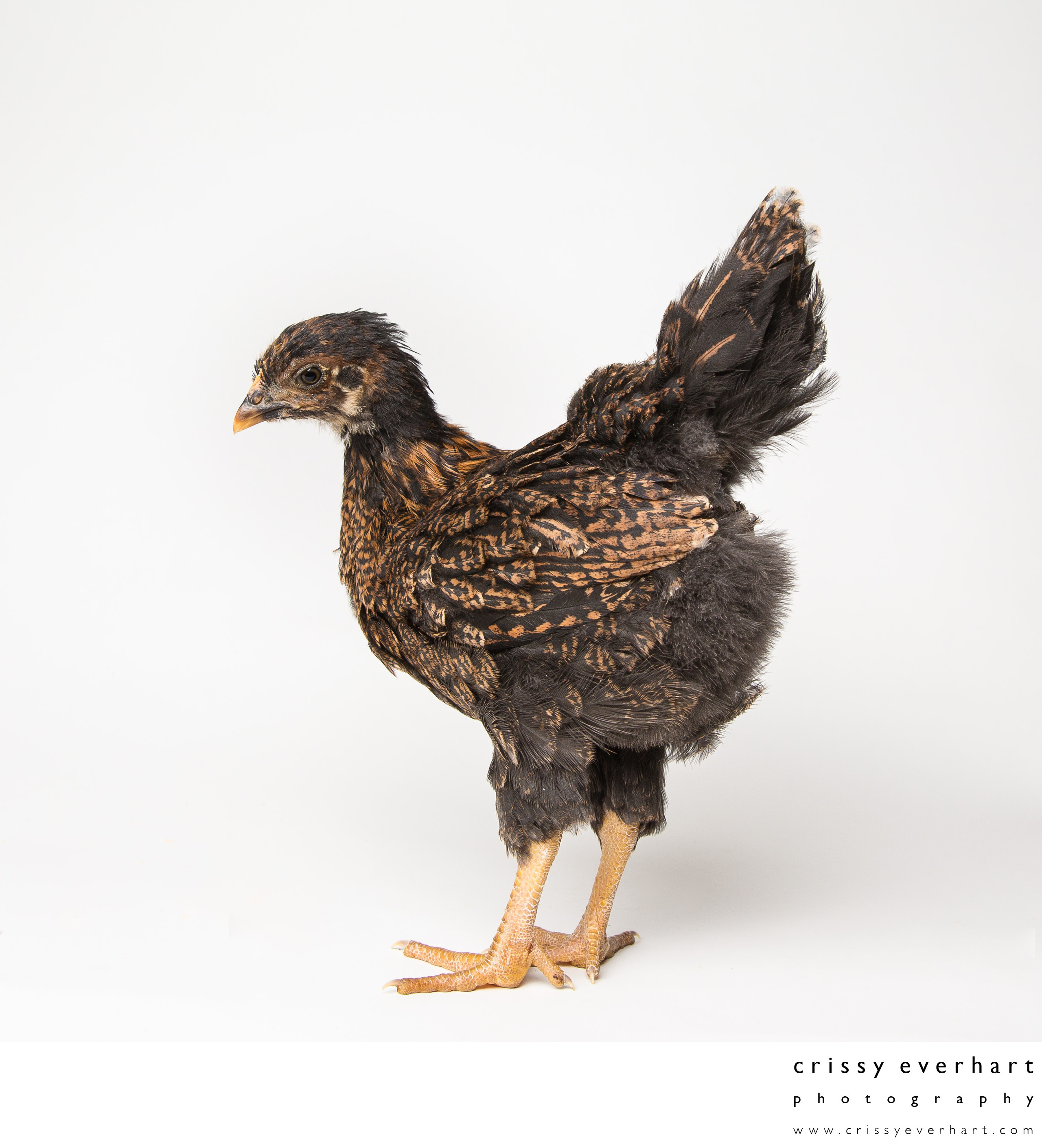 Teriyaki - 5 Weeks Old - Barnevelder Chicken