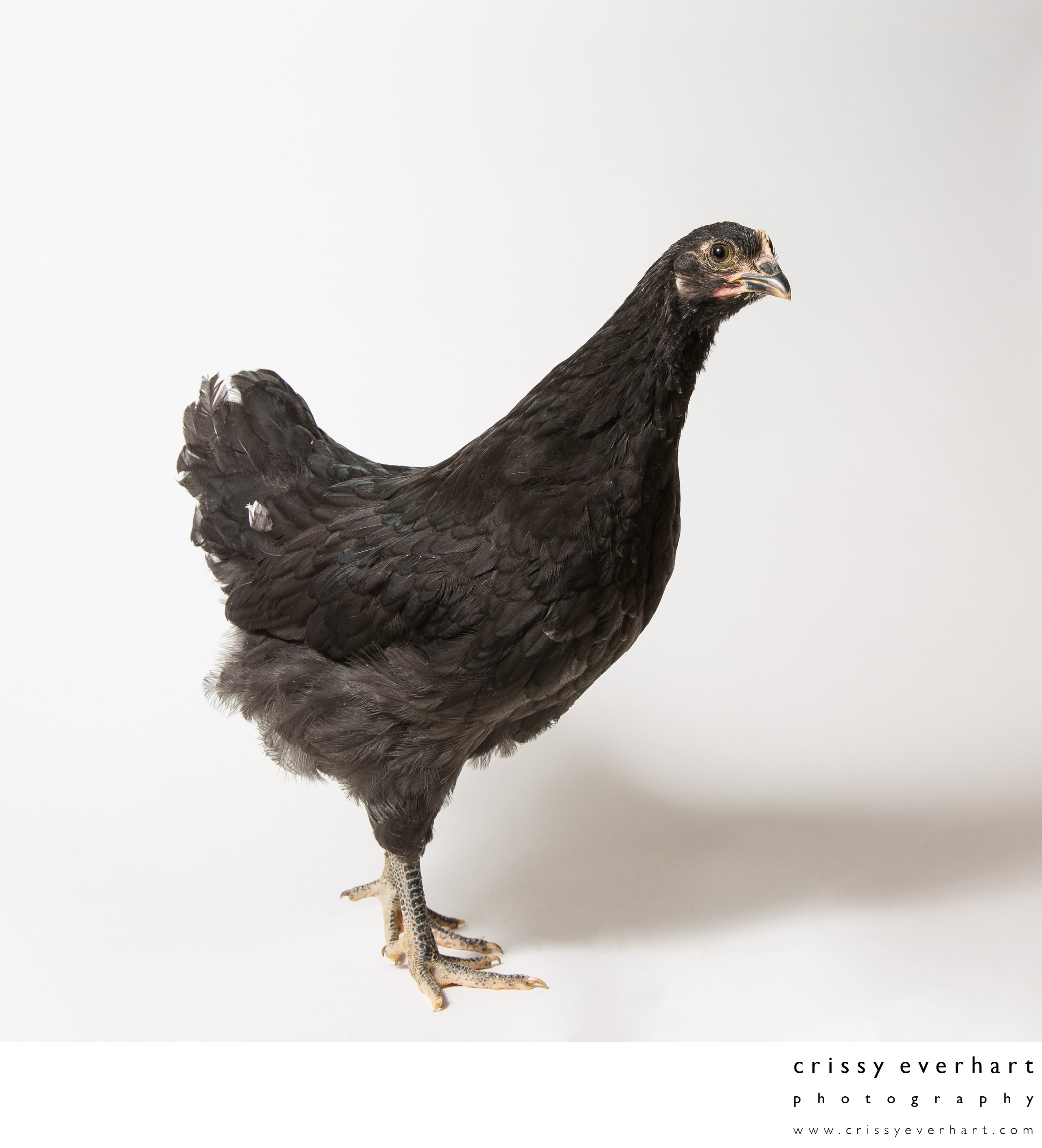 Noodle - Eight Weeks Old - Black Australorp Chicken