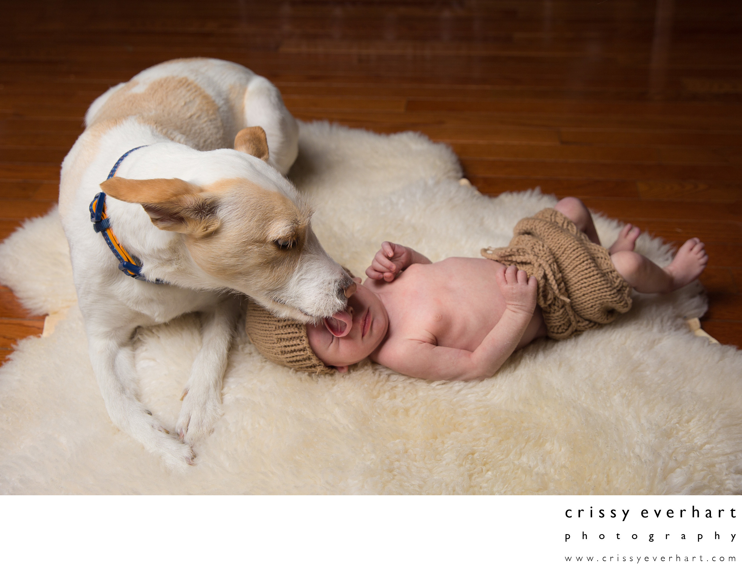 dog-licks-newborn-on-face