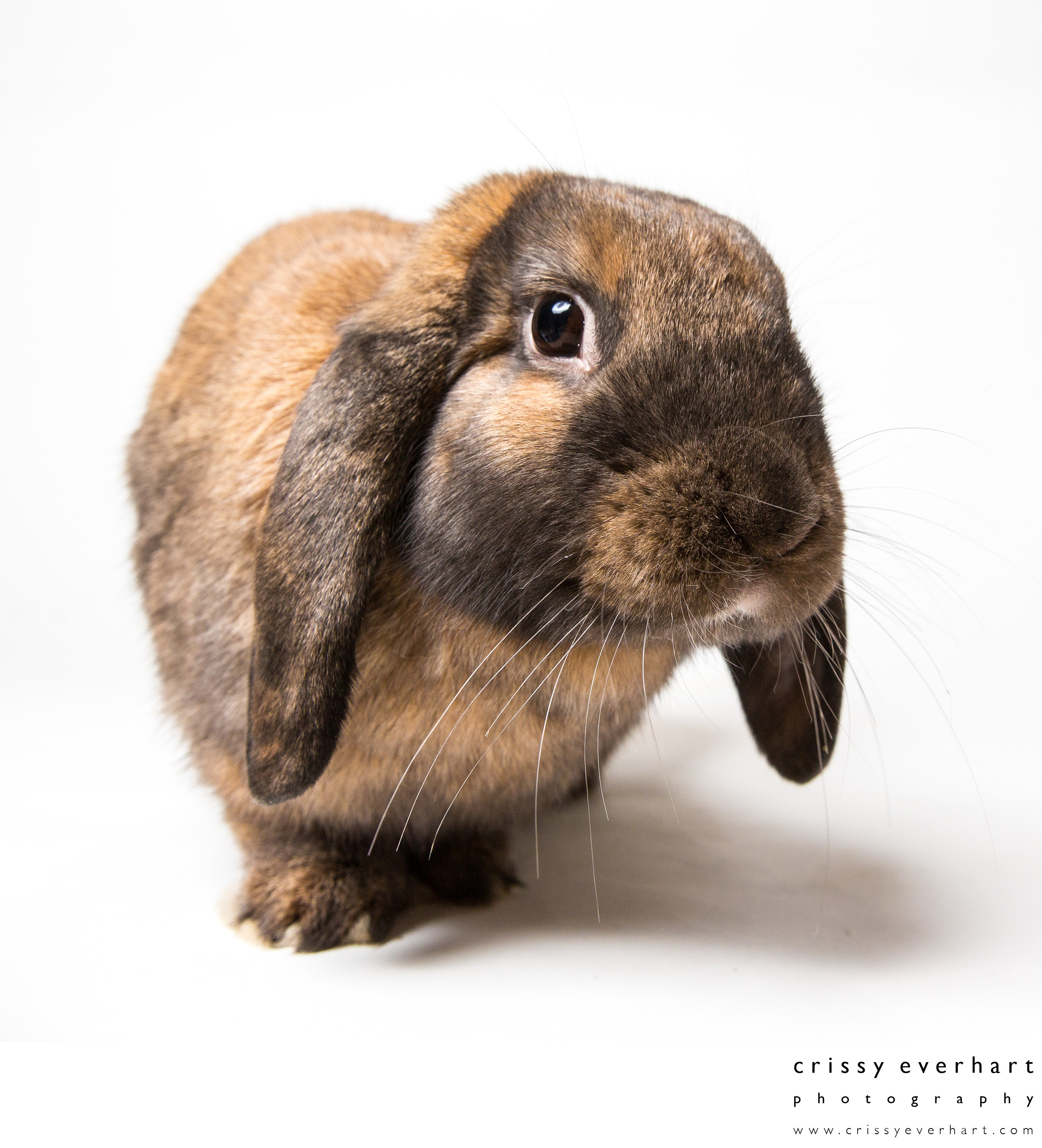 Exotic Pets Professional Rabbit Photos