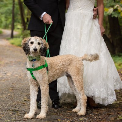 Poodle in Bow Tie - Wedding Photographer Who Loves Dogs