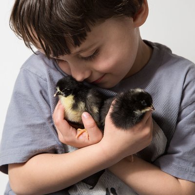 Five year old with two day old baby chicks